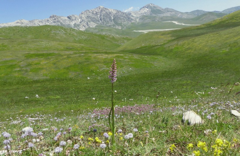 Orchidee a Campo Imperatore tra Medioevo e wilderness  primavera 2023